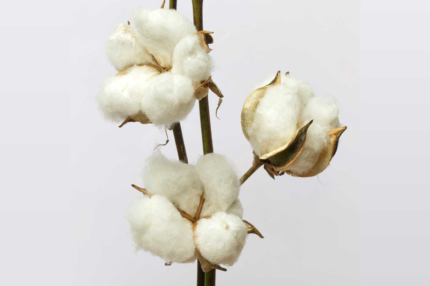 Organic Cotton Sateen Pillowcase Pair by Sleep & Beyond